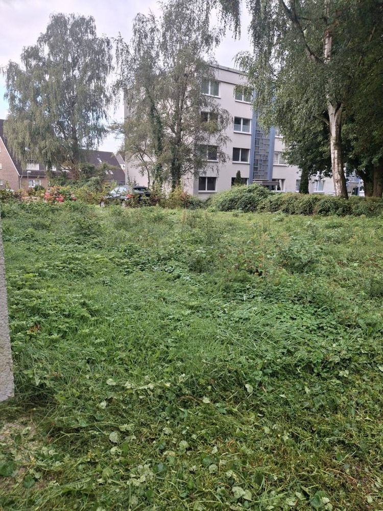 Vorher: unbebautes Grundstück mit Wildwuchs