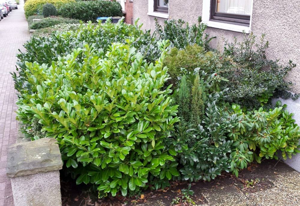 Vorher: verwildertes Beet vor Mehrfamilienhaus
